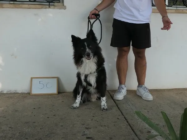 Ref. 202601835, perro en adopción en Palma, Illes Balears