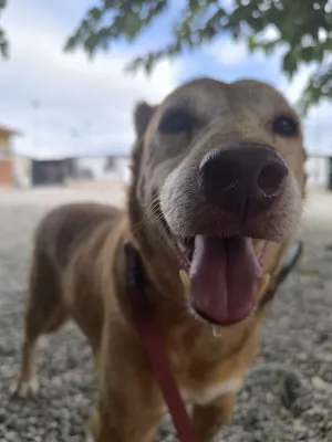 Otra foto de Congo