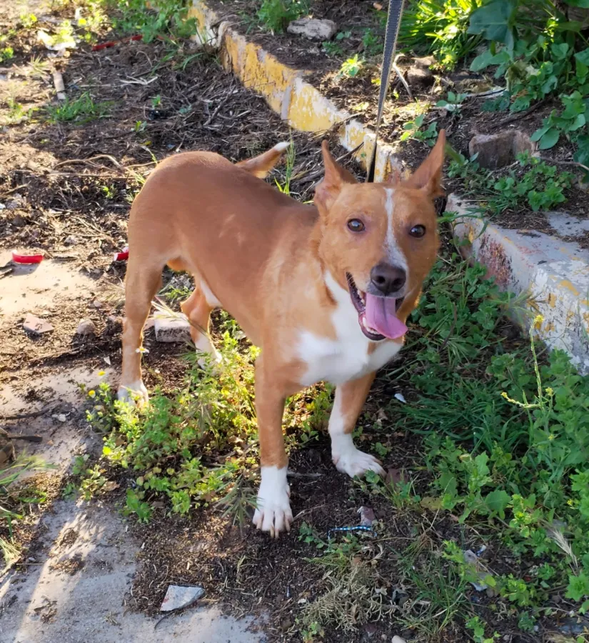 TAYSON, perro en adopción en Badajoz