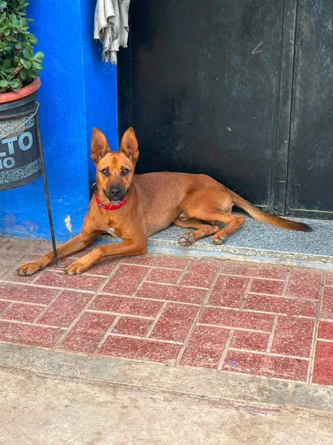 Lalo, perro en adopción en Vélez-Málaga, Málaga
