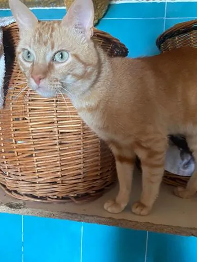 Arenilla, gato en adopción en Medina del Campo, Valladolid