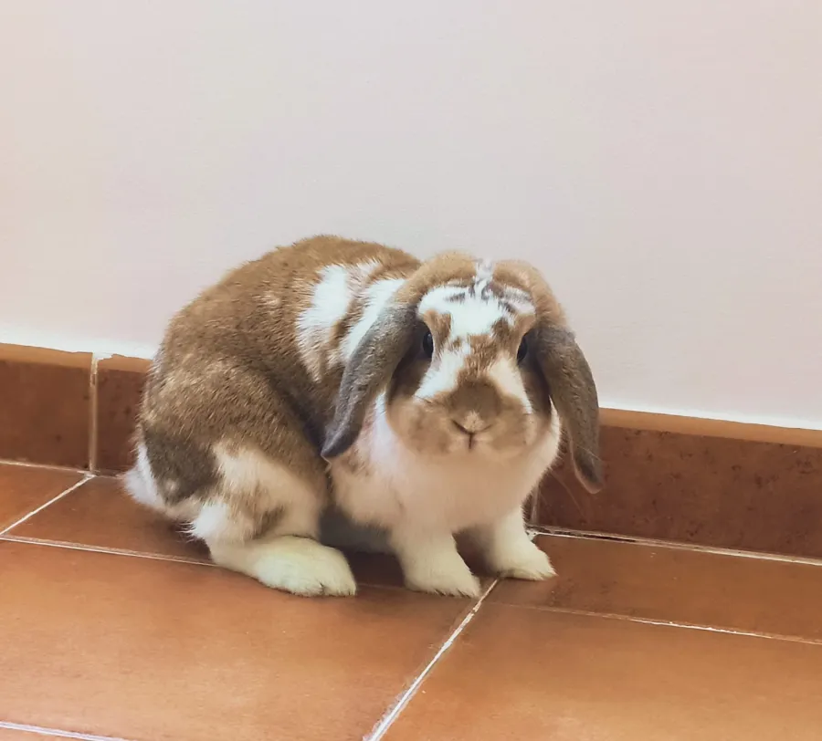 Sugus, conejo en adopción en Talavera de la Reina, Toledo