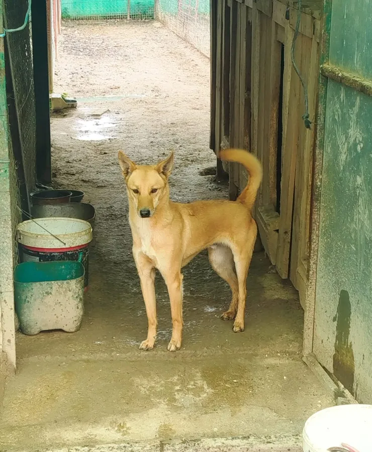 Sadiq, perro en adopción en Pozoblanco, Córdoba