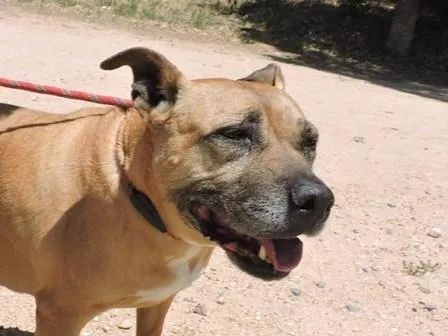 Tina, perro en adopción en Tossa de Mar, Girona