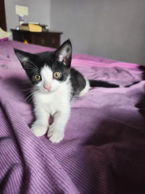Otra foto de Salada