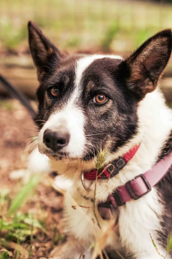 Portos, perro en adopción en Piloña, Asturias