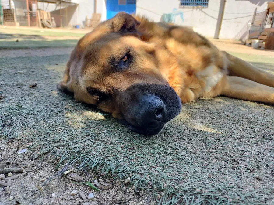 Hulk, perro en adopción en Salamanca