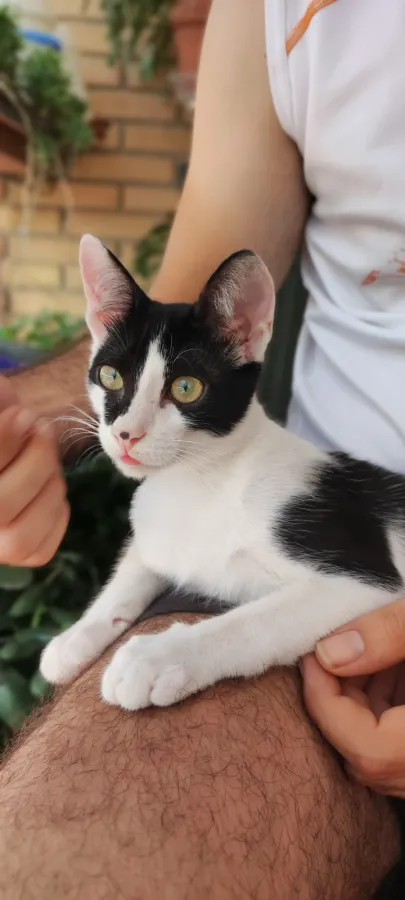 Hiru, gato en adopción en Murcia