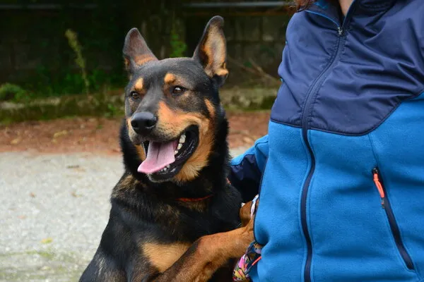 Gorila, perro en adopción en Santiago de Compostela, A Coruña