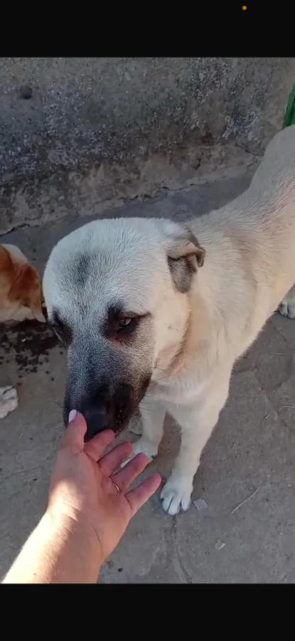 YAGO, perro en adopción en Badajoz