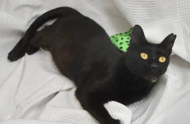 Suerte, gato en adopción en Burjassot, Valencia