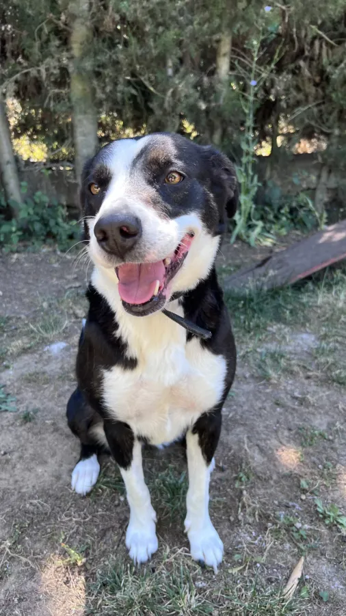 Kendra, perro en adopción en Mérida, Badajoz