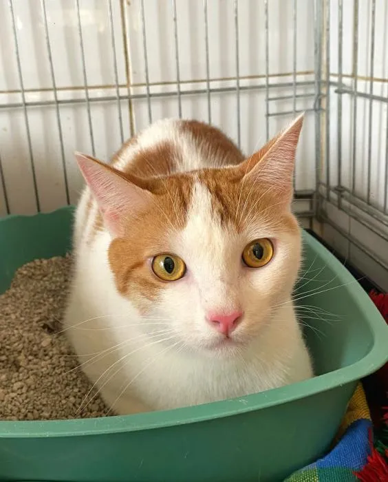 Luchi, gato en adopción en San Antonio de Benagéber, Valencia