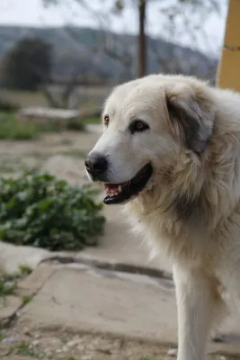 Otra foto de Koda