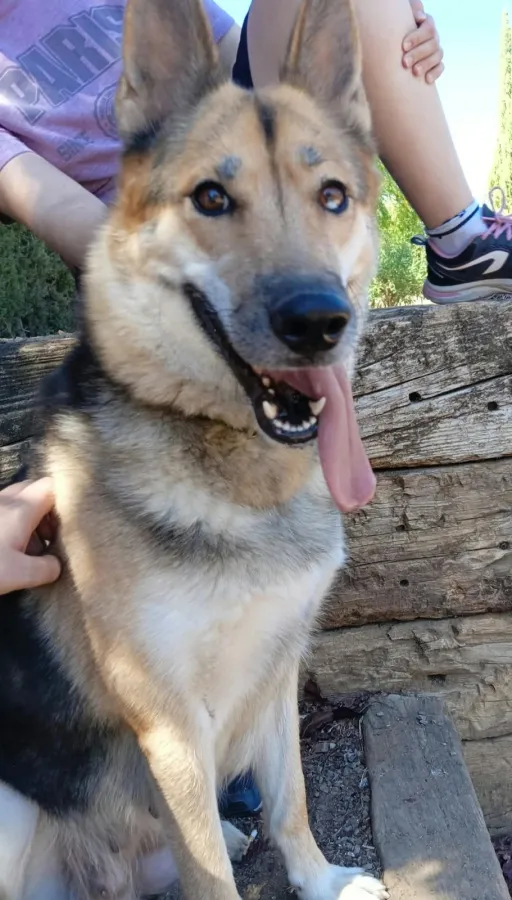 EKO, perra en adopción en Badajoz