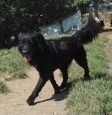 Paris, perro en adopción en Oviedo, Asturias