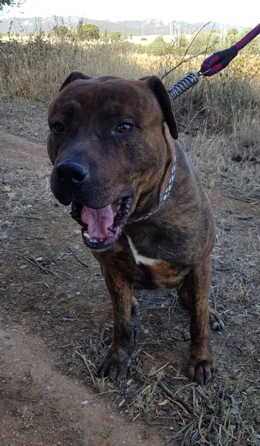 Senador, perro en adopción en Puertollano, Ciudad Real