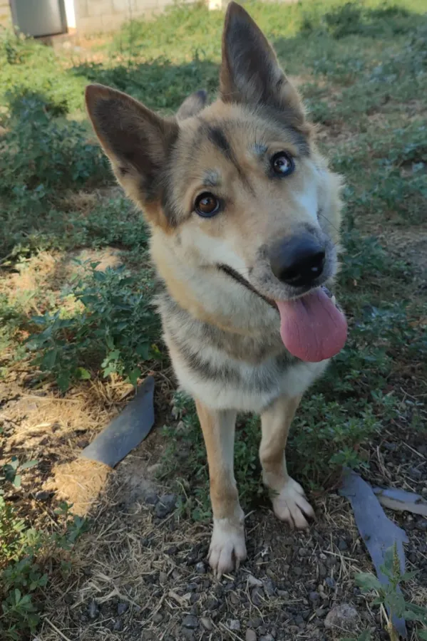 Eko, perra en adopción en Mérida, Badajoz