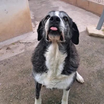 Otra foto de Goliat