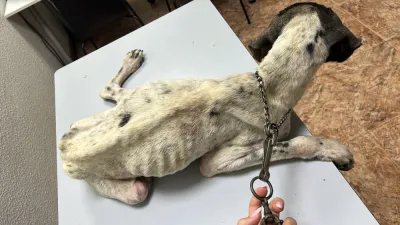 Otra foto de Bimbo