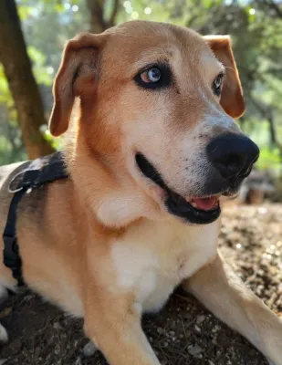 Otra foto de Lobito