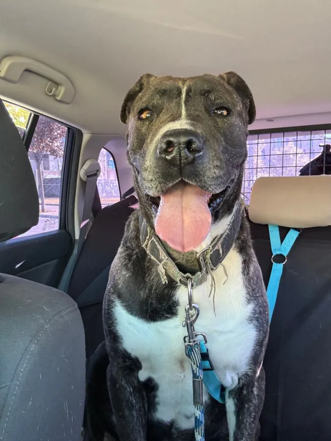 Sasha, perro en adopción en Burgos