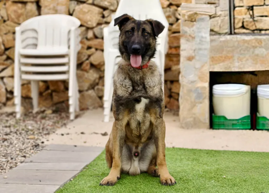 Amato, perro en adopción en Murcia