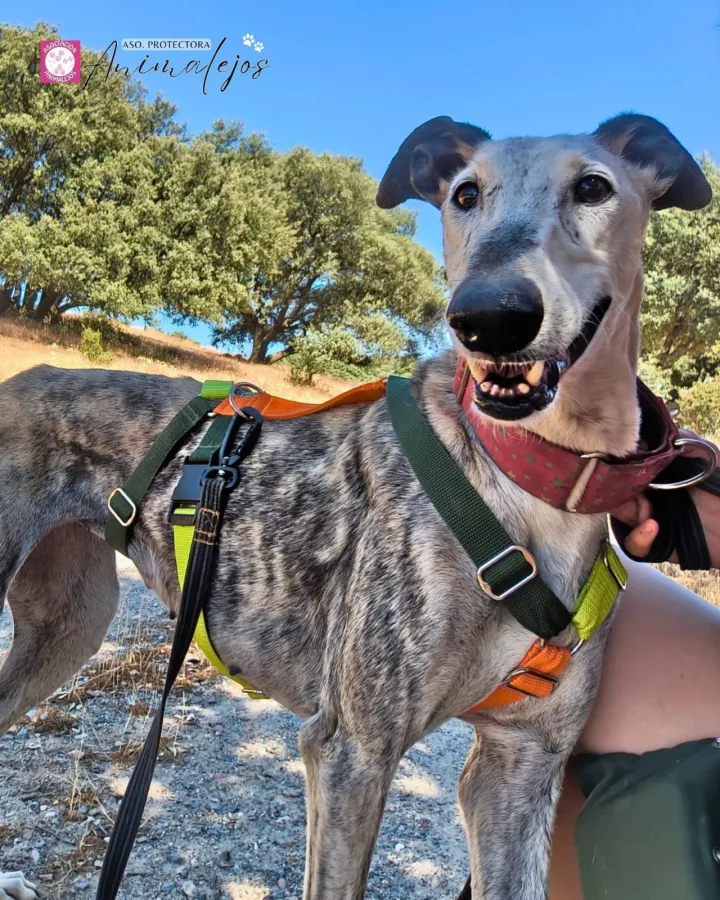 Zara, perro en adopción en Segovia