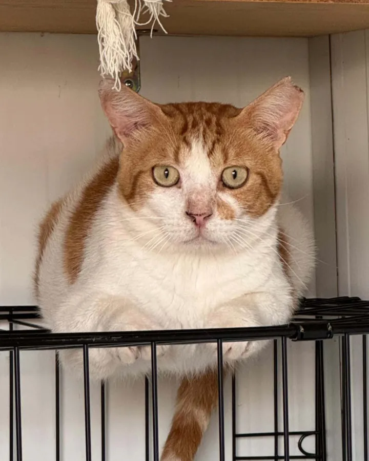 Danet, gato en adopción en Vila-real, Castellón