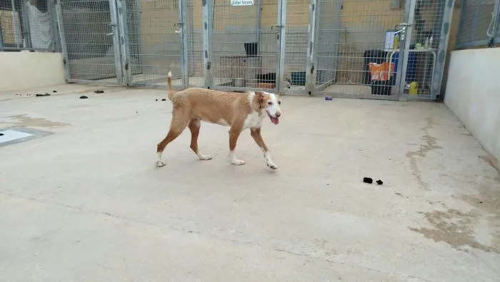 Petunia, perro en adopción en Ibi, Alicante