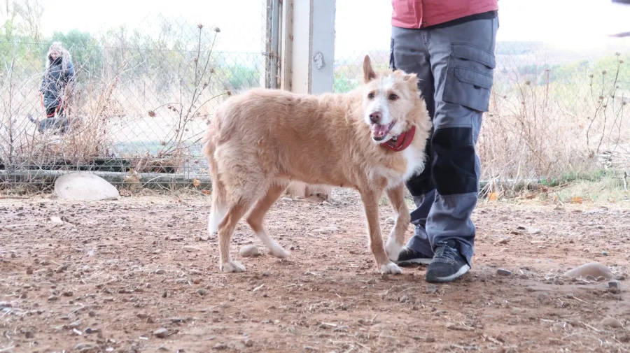 Hera, perra en adopción en Logroño, La Rioja