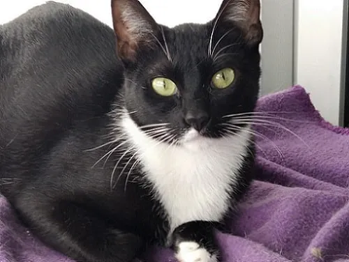 Meira, gato en adopción en Vigo, Pontevedra