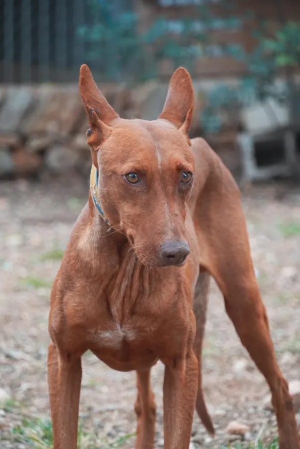 Biel, perro en adopción en Amposta, Tarragona