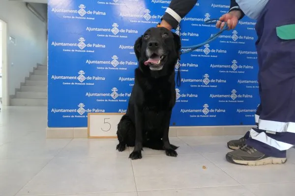 Ref. 202403423, perro en adopción en Palma, Illes Balears