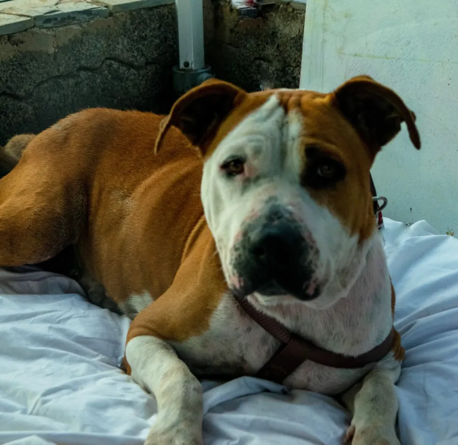 Minerva, perro en adopción en El Sauzal, Santa Cruz de Tenerife