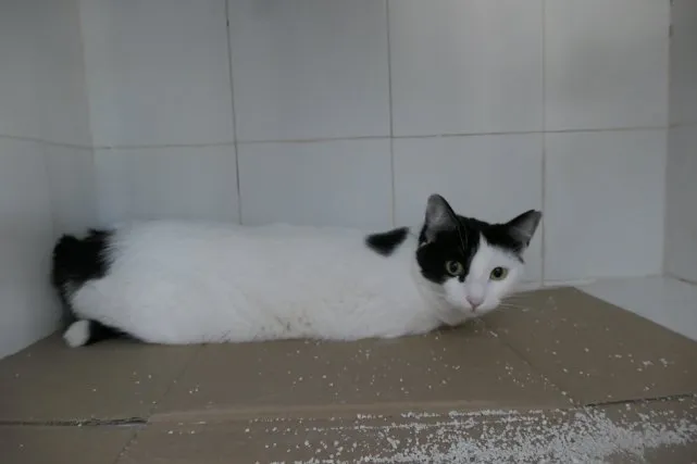 Ref. 202502499, gato en adopción en Palma, Illes Balears